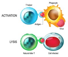 Diagram showing activation and lysis by NK and T helper cells