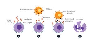 Diagram of ADCC mechanism by NK cells