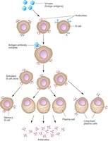 Diagram of B cell activation and differentiation into plasma and memory cells