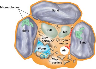 Diagram of soil structure showing microcolonies and root zones