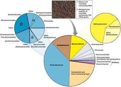 Pie charts showing soil bacterial and archaeal diversity