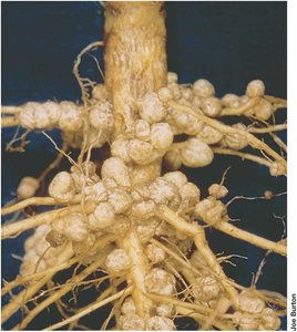 Soybean root nodules
