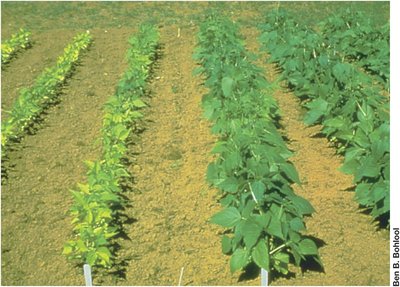 Effect of nodulation on plant growth