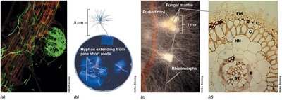 Ectomycorrhizal colonization of pine and beech roots