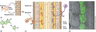 Arbuscular mycorrhizal root colonization