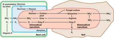 Pathways of N, P, and C exchange between plant and arbuscular mycorrhizal fungi