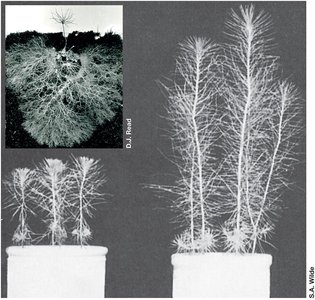 Effect of mycorrhizal fungi on plant growth