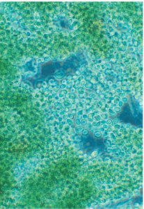 FISH micrograph showing different microbial groups