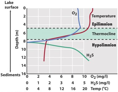 Stratification of lake water columns and microbial diversity