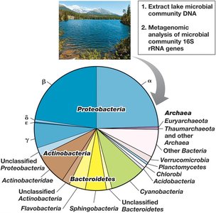 Pie chart of freshwater lake bacterial and archaeal diversity