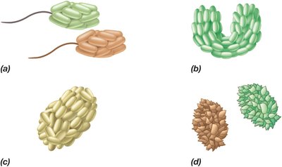 Drawings of motile phototrophic green bacterial consortia