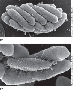 Scanning electron micrographs of 'Chlorochromatium aggregatum'
