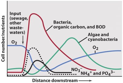 Graph showing levels of organic carbon and oxygen in a river