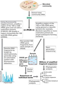 Flowchart of molecular analysis of microbial communities
