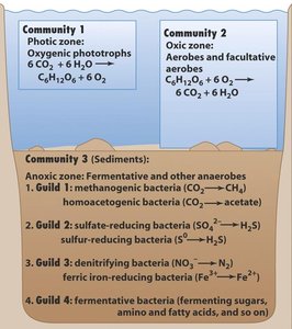 Diagram of microbial guilds in sediment layers