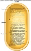Summary of regulation at transcription, translation, and posttranslation in bacteria