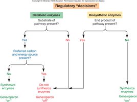 Regulatory decision flowchart for catabolic and biosynthetic enzymes