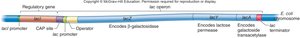 Structure of the lac operon