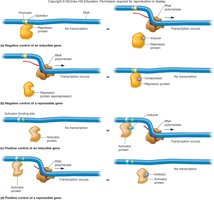 lac operon regulation by repressor and CAP