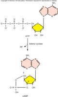 Synthesis of cAMP from ATP by adenyl cyclase