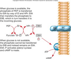 Regulation of cAMP via the phosphotransferase system