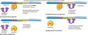 lac operon regulation by repressor and CAP under different conditions