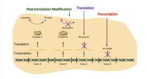 Diagram showing regulation at transcription, translation, and post-translation levels