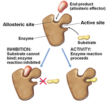 Allosteric regulation of enzyme activity