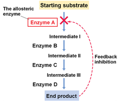 Feedback inhibition in a biosynthetic pathway