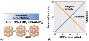Covalent modification of glutamine synthetase by AMP