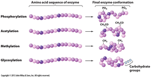 Types of covalent modifications and their effects on enzyme conformation