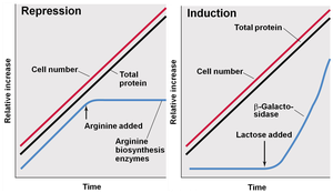 Graphs showing repression and induction of gene expression