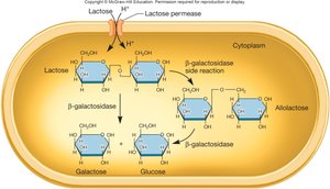 β-galactosidase catalyzed reaction in the lac operon