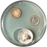 Oligodynamic action of heavy metals on agar plate