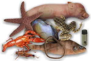 Preserved biological specimens (aldehyde use)