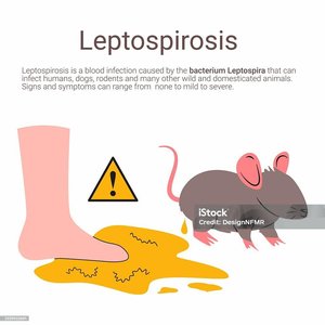 Leptospirosis transmission and symptoms