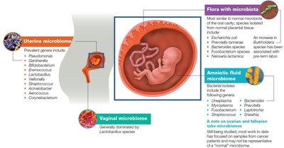 Microbiome of the female reproductive tract and intrauterine environment