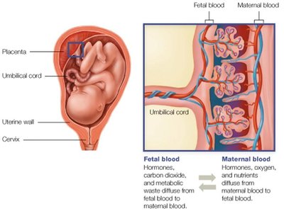 Placenta and umbilical cord structure and function