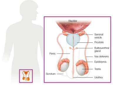 Male reproductive system anatomy