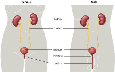 Diagram of male and female urinary tracts