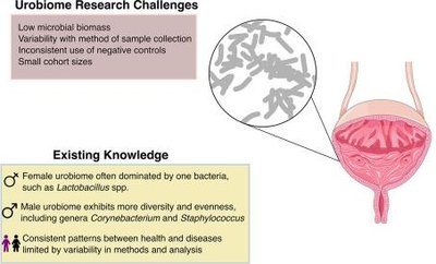 Urinary microbiome research challenges and knowledge