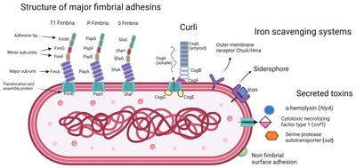 Structure of major fimbrial adhesins and virulence factors in UPEC