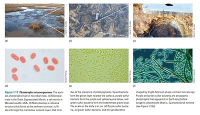 Microbial mats and phototrophic microorganisms