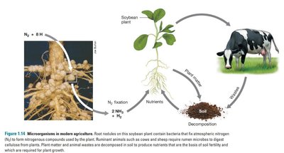 Microorganisms in modern agriculture