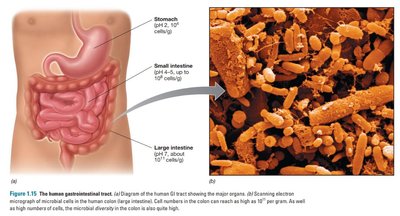 Microbial cells in the human colon