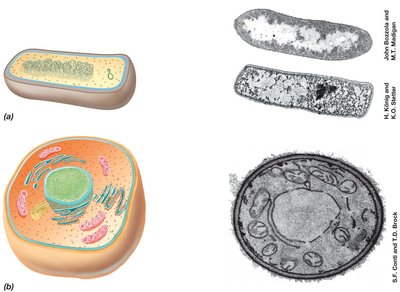 Prokaryotic and eukaryotic cell diagrams and electron micrographs