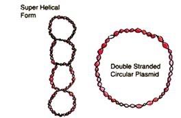 Super helical and circular plasmid forms