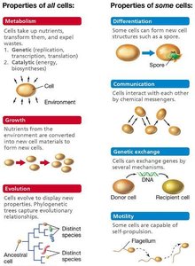 Properties of all cells and some cells