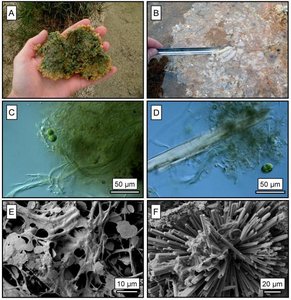 Microbial mats and phototrophic microorganisms