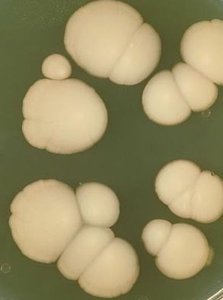 Candida albicans colonies on agar
